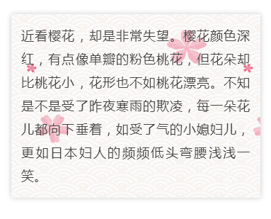 春季浪漫樱花卡片底色正文
