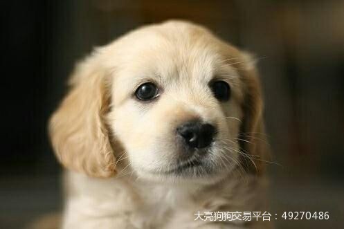 狗狗怀孕时间及生产大全