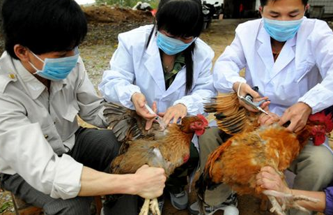 鸡免疫接种的十种方法