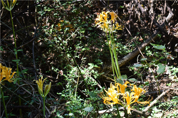 DSC_0906.JPG