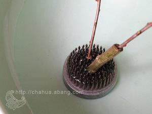 插花固定方法——剑山