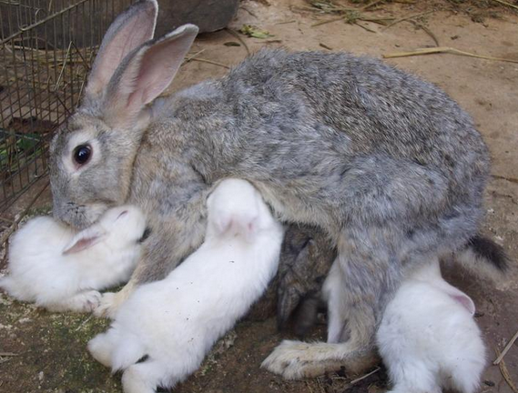 哺乳母兔乳房炎的防治措施