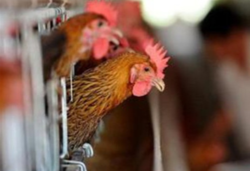 家禽内脏型禽流感病状及防治措施