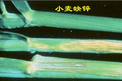 叶片呈现暗绿色,无光泽,严重缺磷时叶片,叶鞘发紫(这是识别小麦缺磷的