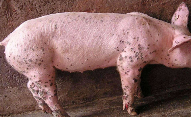 生猪六种常见皮肤病的防治