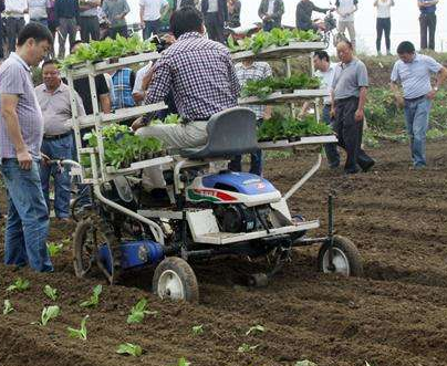 早春蔬菜移栽要“三看”-圖片版權歸惠農網所有