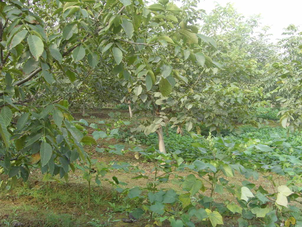 上良镇山核桃种植园——核桃采摘,免费品尝!特价3元