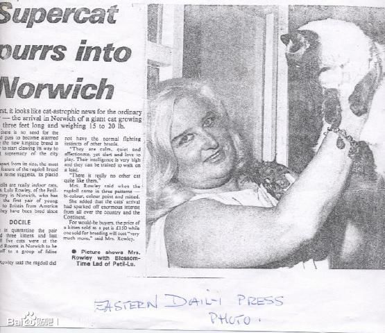 科普贴~~布偶猫是从哪里来的呢？