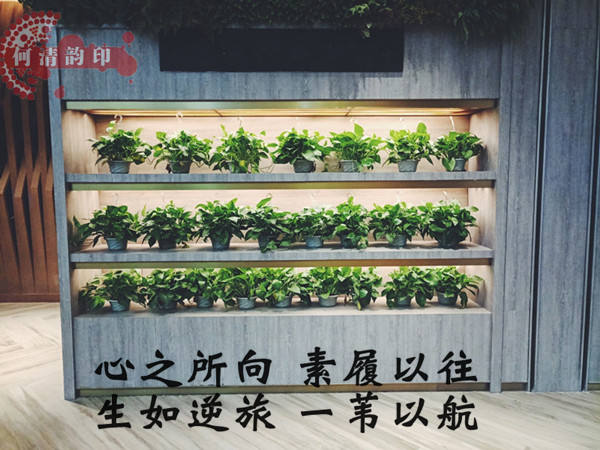 绿叶.jpg