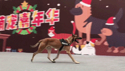 16.gif