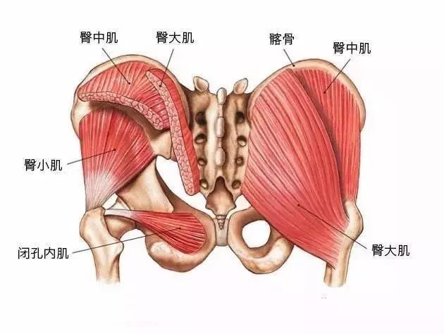 翘臀,缓解腰疼的必练肌肉—臀大肌 臀大肌(gluteus maximus)的位置:该