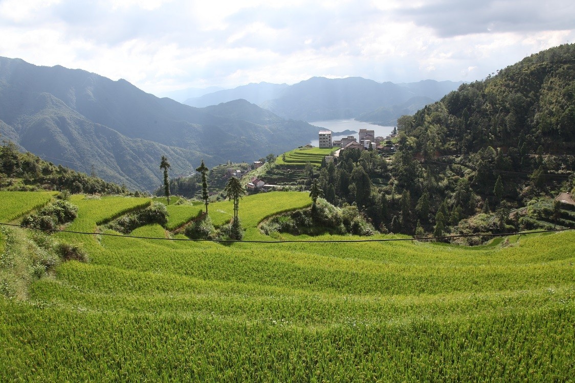 青田北山:发展生态农业 助推产业振兴 - 青田县北山镇