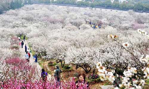 香雪海.jpg