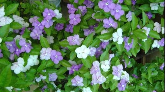 undefined 青島花卉