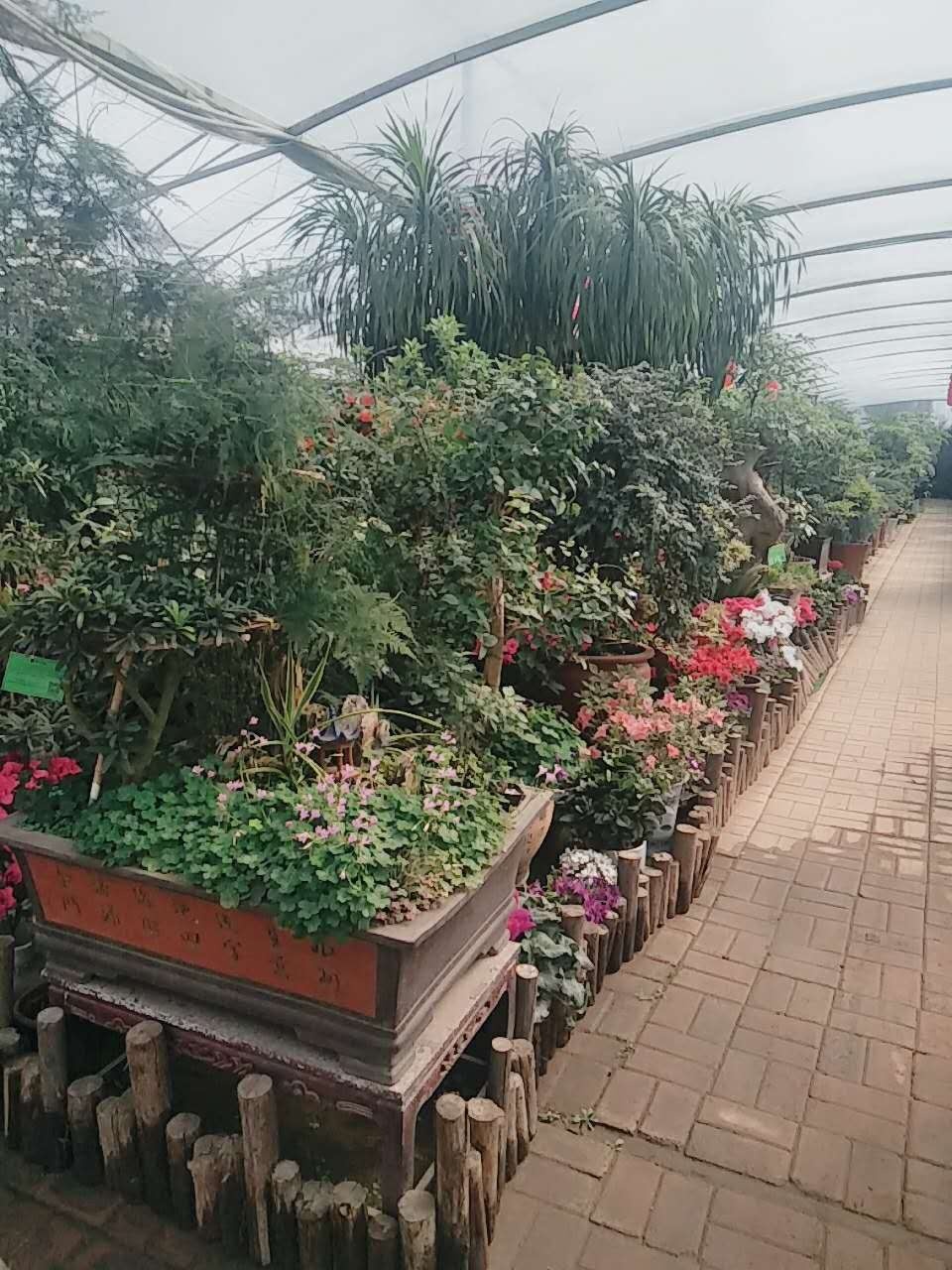 undefined 青岛花卉