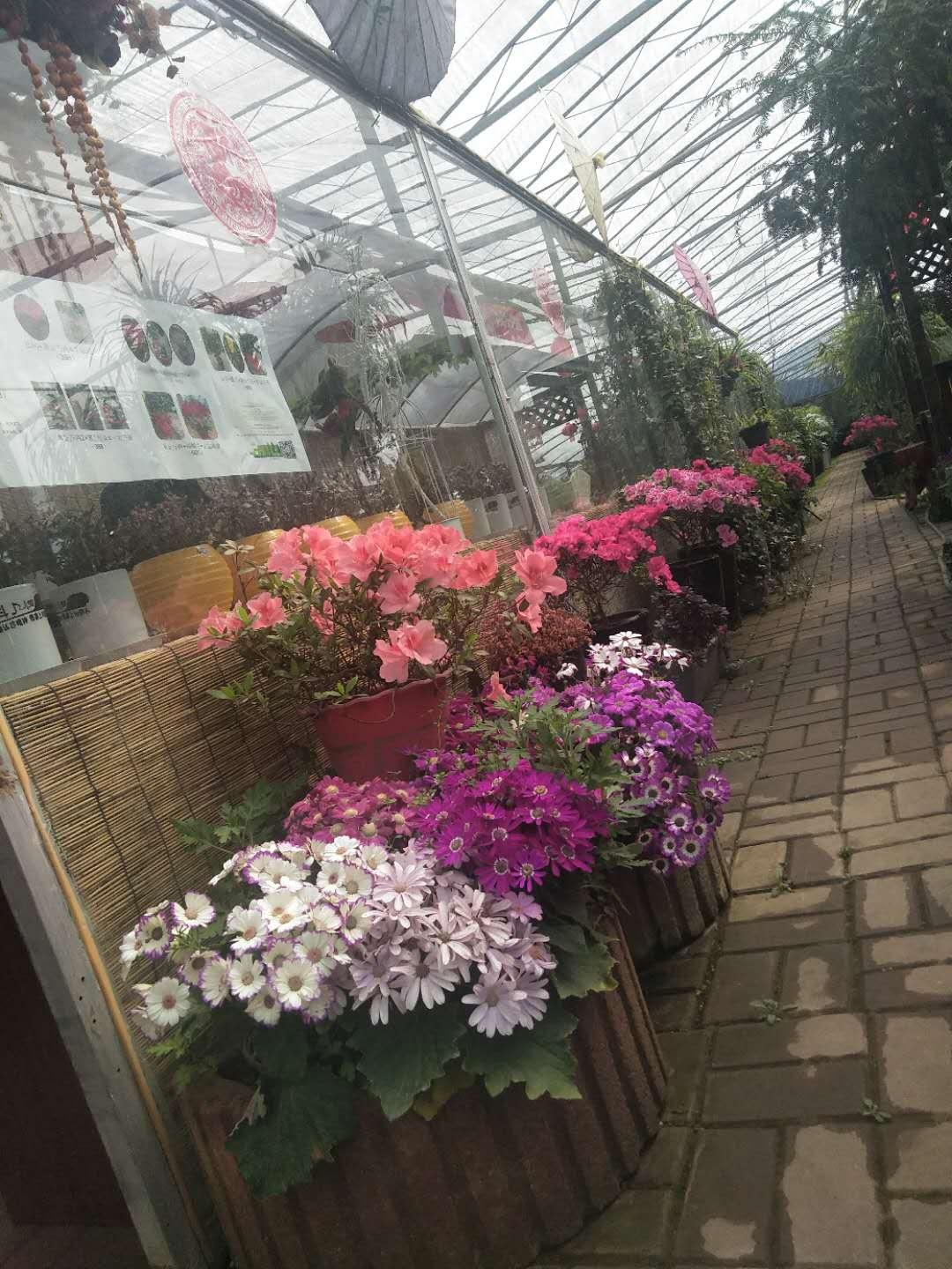 undefined 青岛花卉