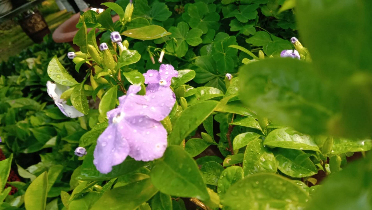 undefined 青島花卉