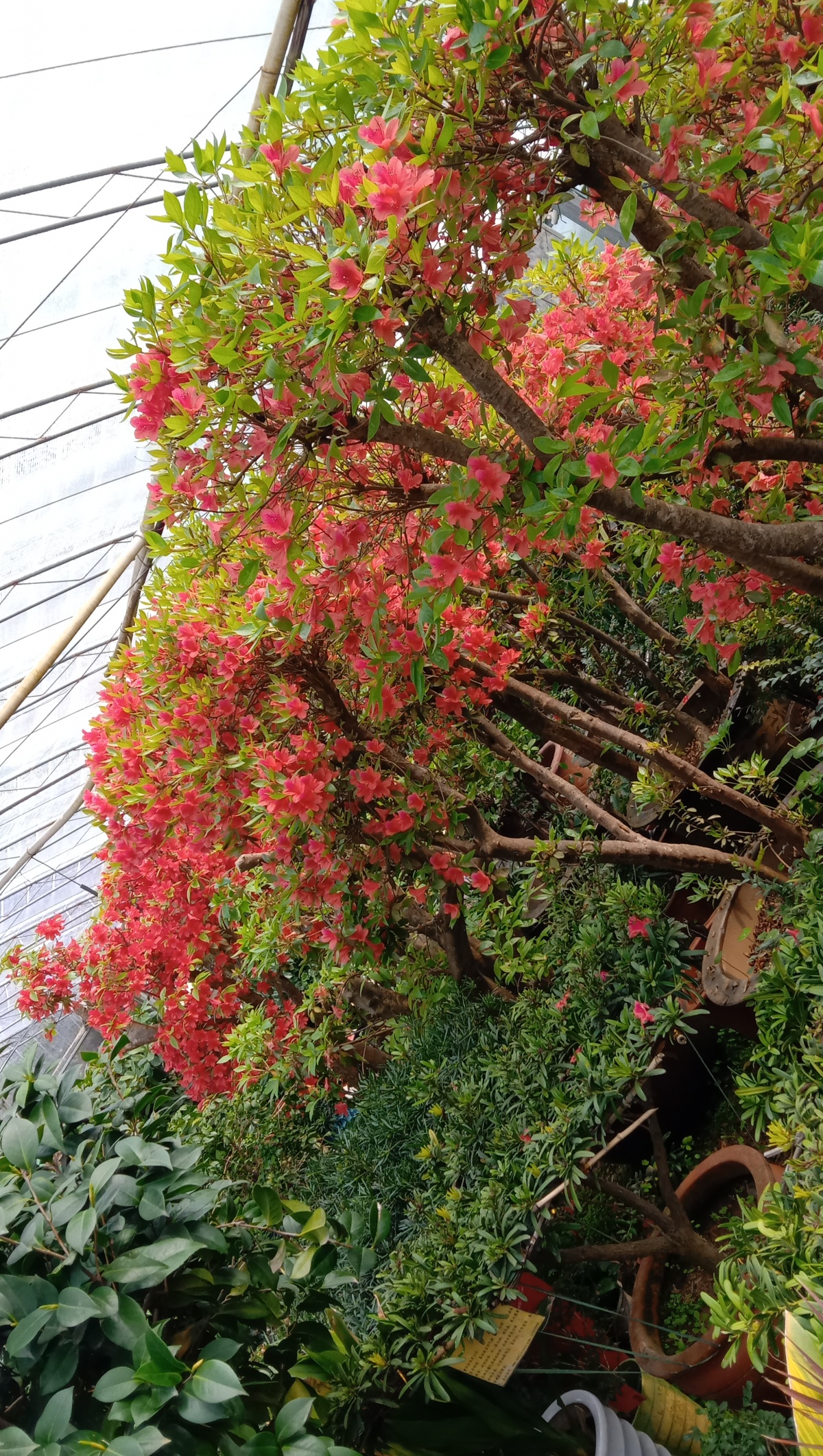 undefined 青島花卉