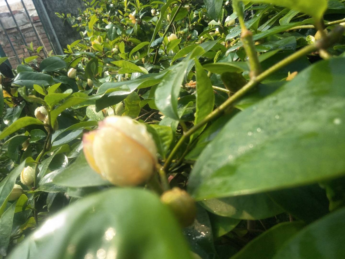 undefined 青島花卉