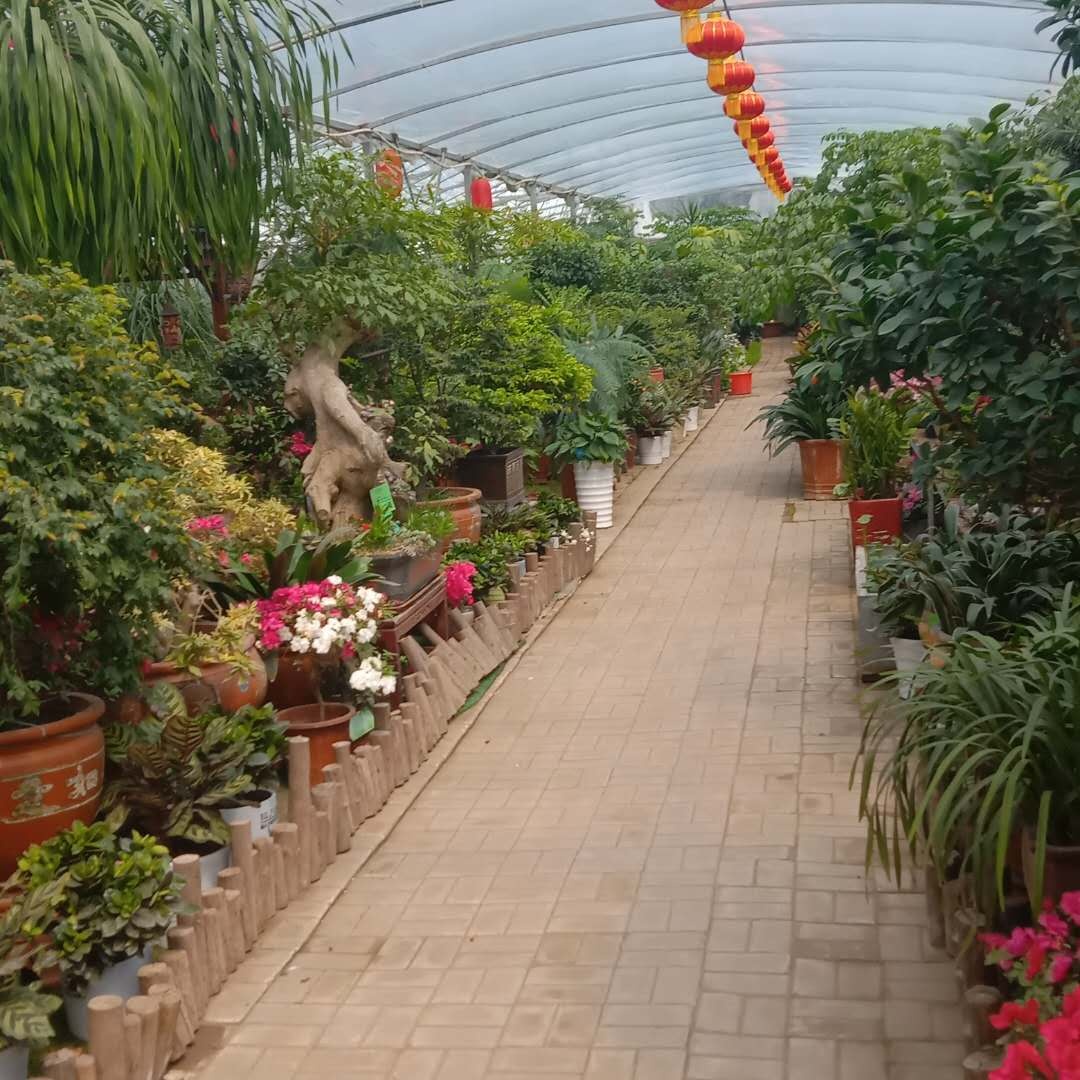 undefined 青島花卉