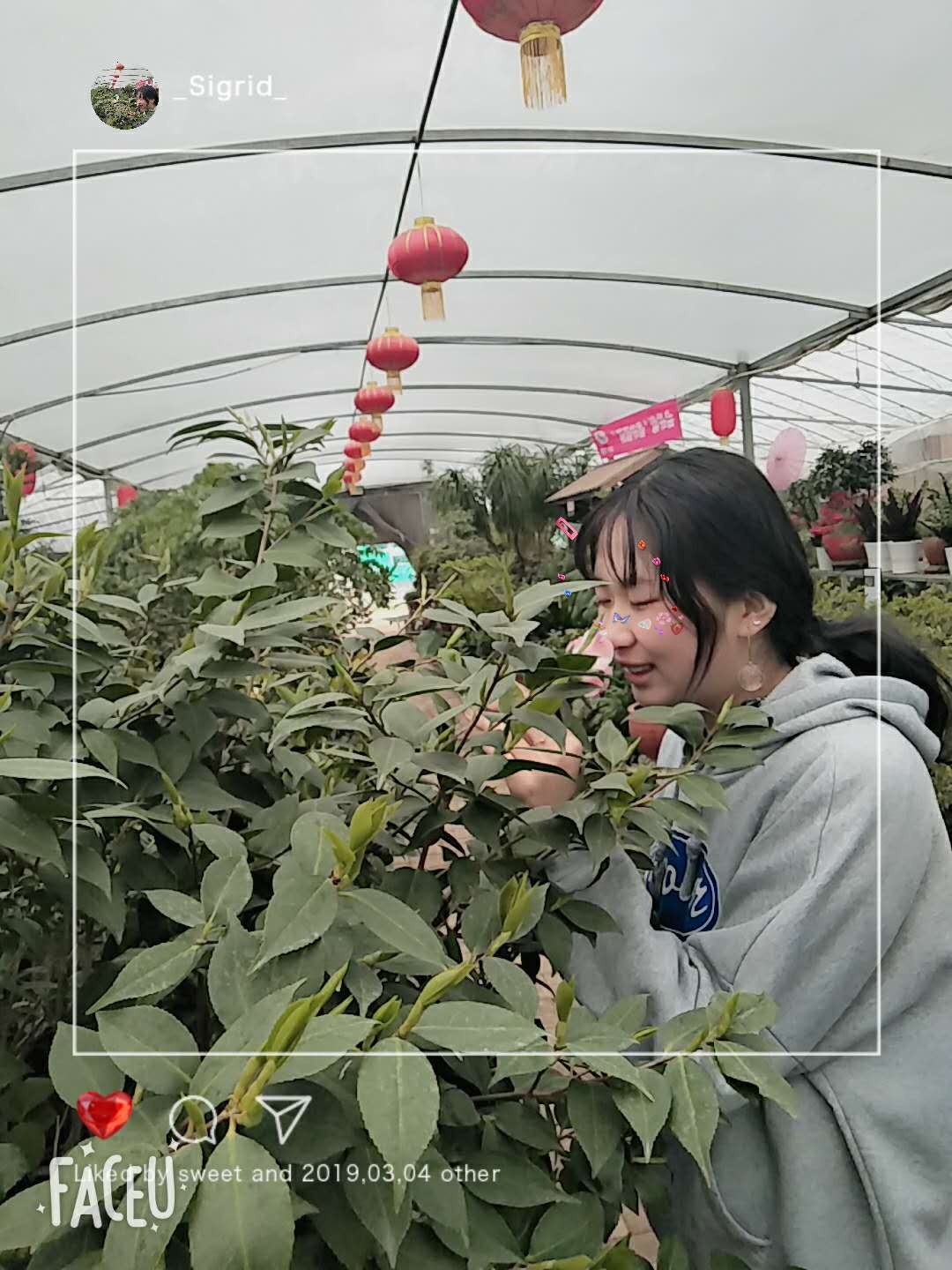 undefined 青島花卉