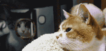 伺机而动.gif
