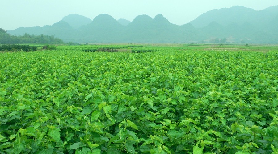桑叶.jpg 桑叶.jpg