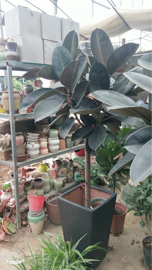 橡皮树