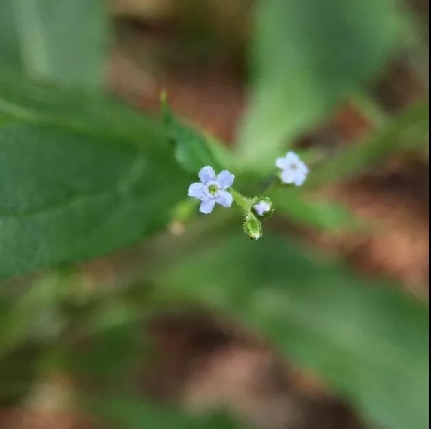 小花琉璃草