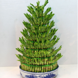 富贵竹的造型养护极为重要-图片版权归惠农网所有