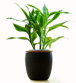 富贵竹的造型养护极为重要-图片版权归惠农网所有