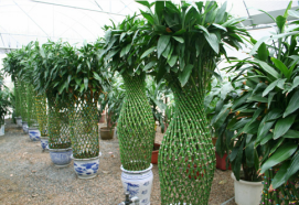 富贵竹的造型养护极为重要-图片版权归惠农网所有