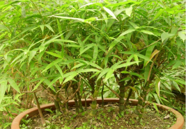 富贵竹的造型养护极为重要-图片版权归惠农网所有