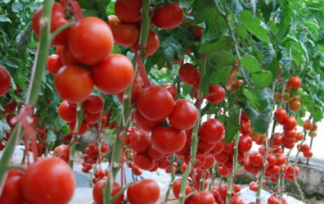 用这些办法可以控制番茄旺长-图片版权归惠农网所有