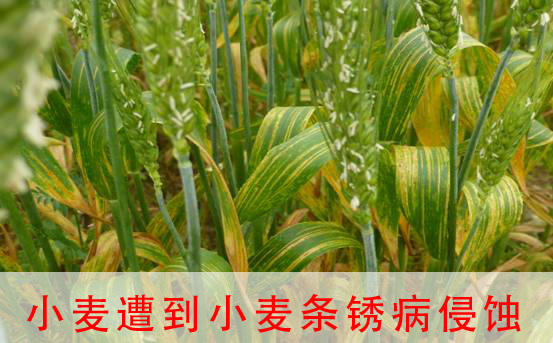 小麦条锈病的防治技术-图片版权归惠农网所有