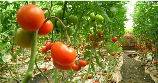 不得不看的番茄根腐病的防治技术-图片版权归惠农网所有