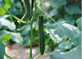 大棚黄瓜的种植技术以及田间管理-图片版权归惠农网所有