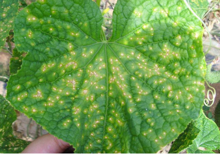 你肯定不知道的黄瓜靶斑病防治技术-图片版权归惠农网所有