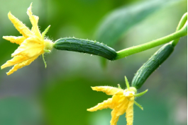 大棚黄瓜的种植技术以及田间管理-图片版权归惠农网所有