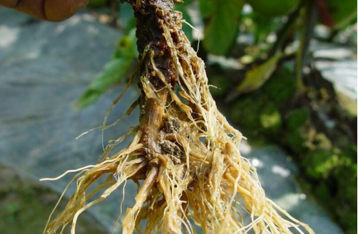 不得不看的番茄根腐病的防治技术