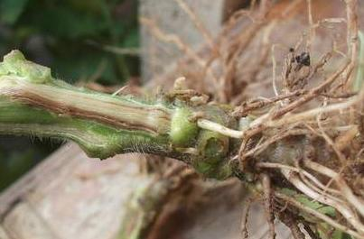 不得不看的番茄根腐病的防治技术-图片版权归惠农网所有