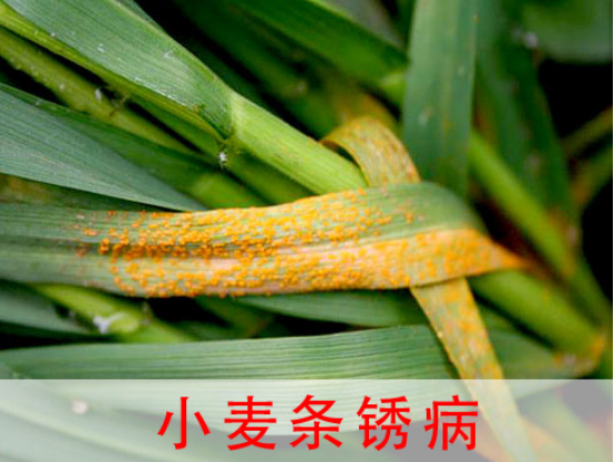 小麦条锈病的防治技术-图片版权归惠农网所有