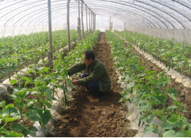 大棚黄瓜的种植技术以及田间管理-图片版权归惠农网所有