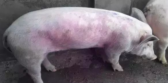 猪红皮病治疗技术