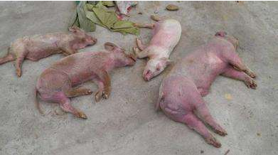 猪布氏杆菌病的传染途径及防治-图片版权归惠农网所有