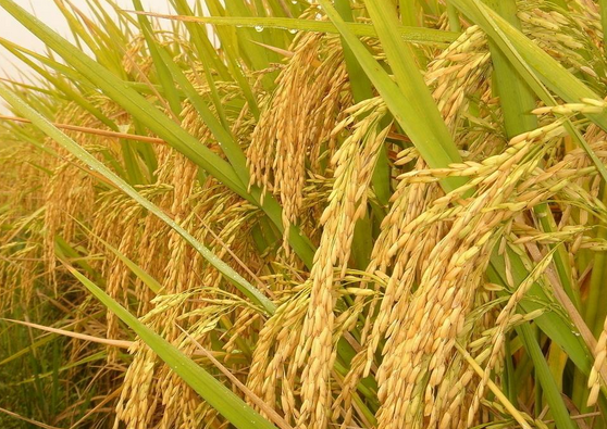 水稻快速清茬免耕栽培方法-图片版权归惠农网所有