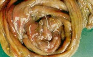 猪鞭虫病的防治-图片版权归惠农网所有