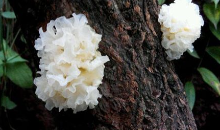 银耳采收加工技术-图片版权归惠农网所有