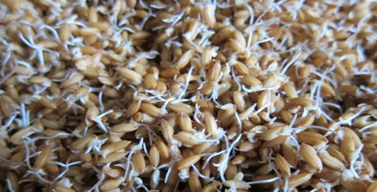 农技知识 五谷杂粮 水稻催芽技术 浸种时间长短也可以种子吸足水份为