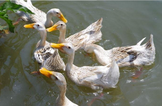 种鸭产蛋期间常见病的防治-图片版权归惠农网所有